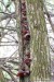 Boltcovitka ucho Jidášovo (Houby), Hirneola auricula judae, Auricularia auricula-judae, Auriculariaceae (Fungi)